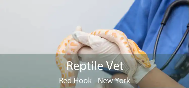 Reptile Vet Red Hook - New York
