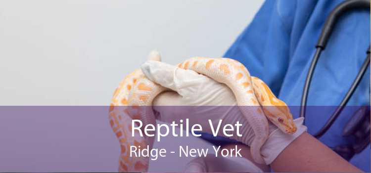 Reptile Vet Ridge - New York