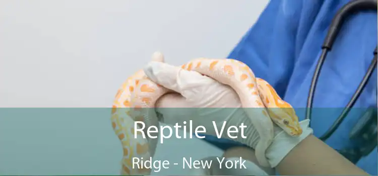 Reptile Vet Ridge - New York
