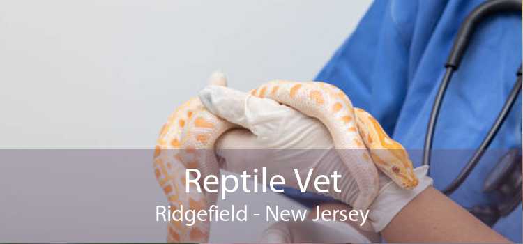 Reptile Vet Ridgefield - New Jersey