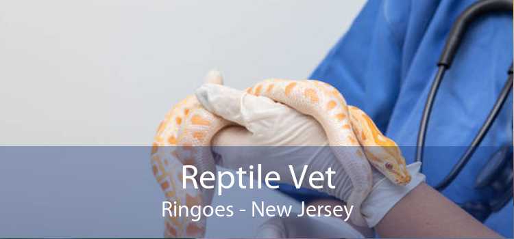 Reptile Vet Ringoes - New Jersey