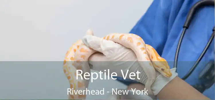 Reptile Vet Riverhead - New York