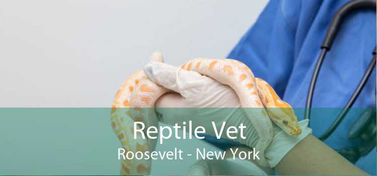 Reptile Vet Roosevelt - New York