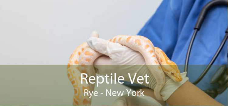 Reptile Vet Rye - New York