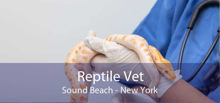 Reptile Vet Sound Beach - New York
