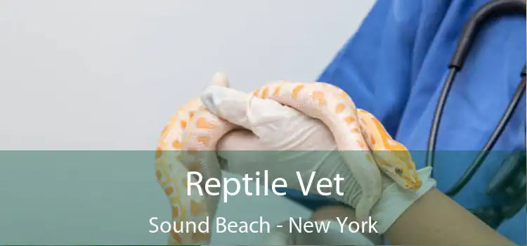 Reptile Vet Sound Beach - New York