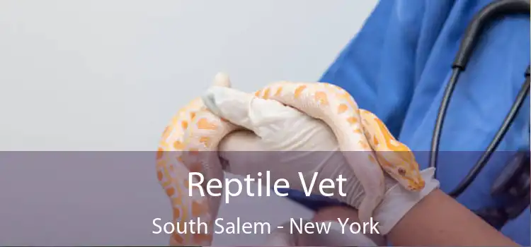 Reptile Vet South Salem - New York