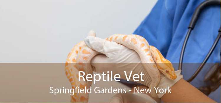 Reptile Vet Springfield Gardens - New York