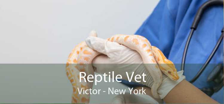 Reptile Vet Victor - New York