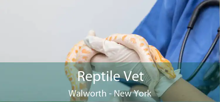 Reptile Vet Walworth - New York