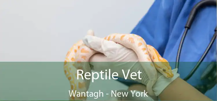Reptile Vet Wantagh - New York