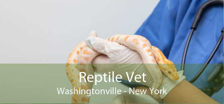 Reptile Vet Washingtonville - New York