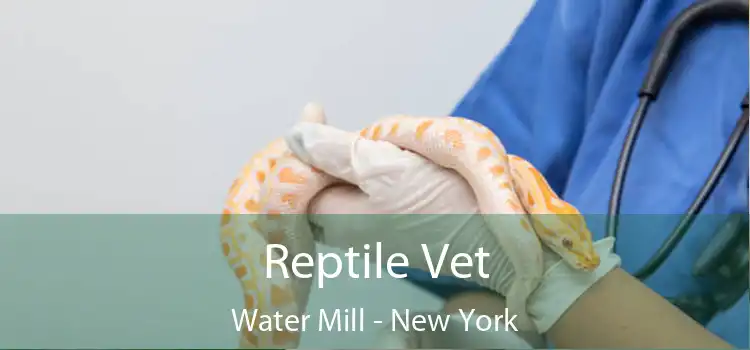 Reptile Vet Water Mill - New York