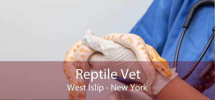 Reptile Vet West Islip - New York