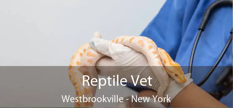 Reptile Vet Westbrookville - New York