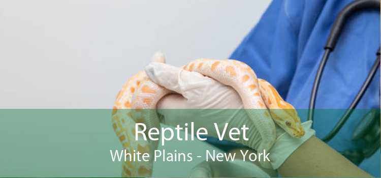 Reptile Vet White Plains - New York