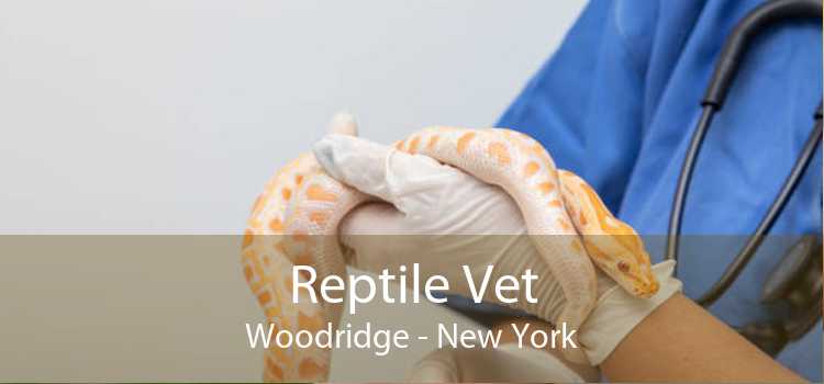 Reptile Vet Woodridge - New York