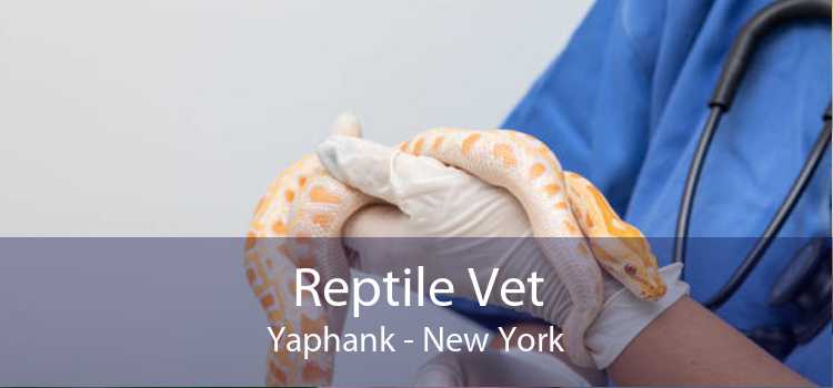 Reptile Vet Yaphank - New York