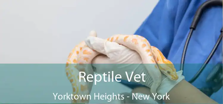 Reptile Vet Yorktown Heights - New York