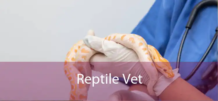 Reptile Vet