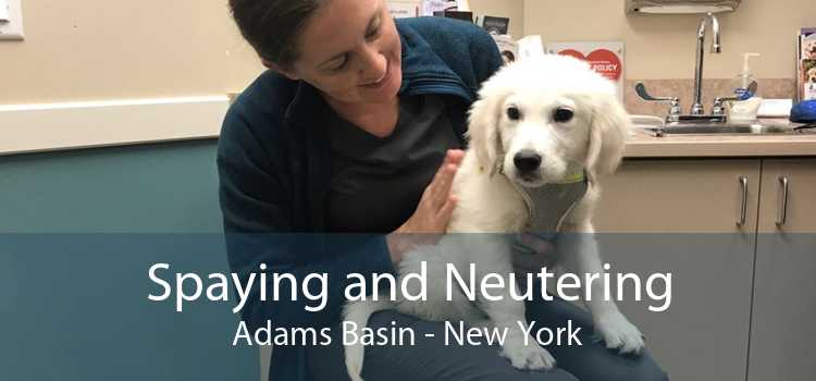 Spaying and Neutering Adams Basin - New York