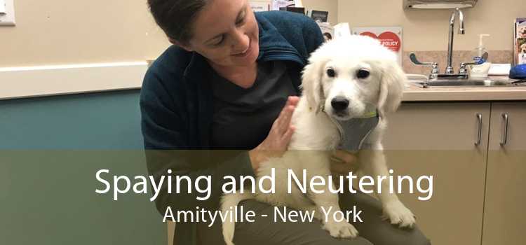 Spaying and Neutering Amityville - New York