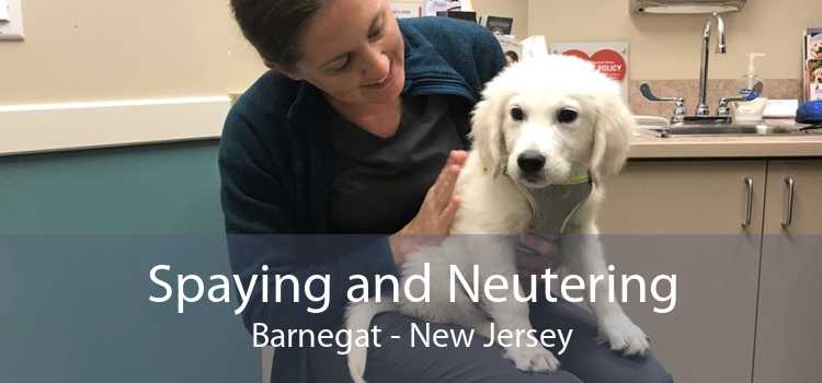 Spaying and Neutering Barnegat - New Jersey