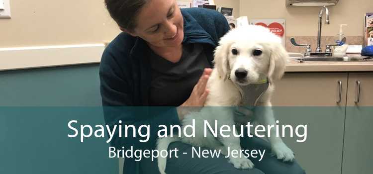 Spaying and Neutering Bridgeport - New Jersey