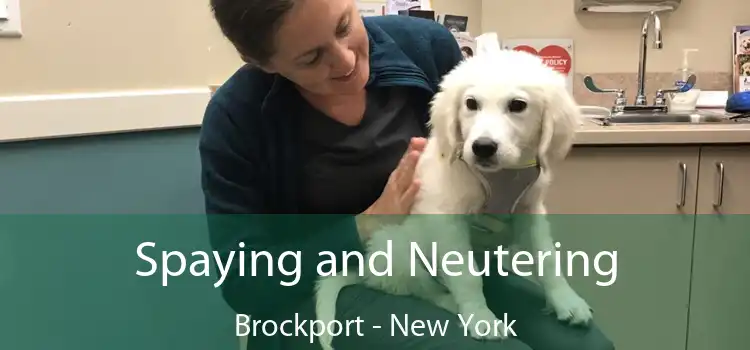 Spaying and Neutering Brockport - New York