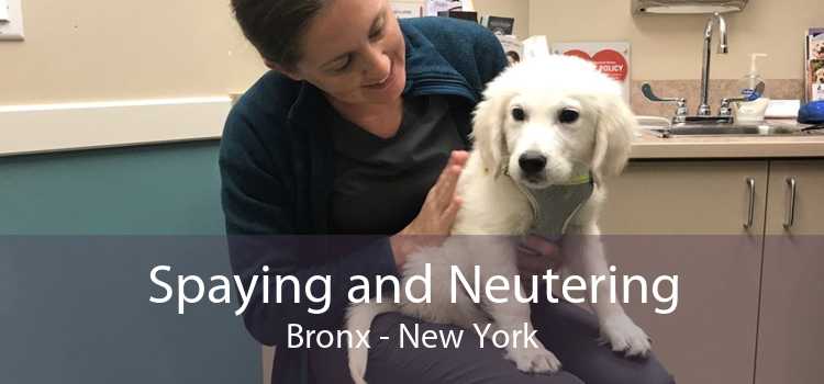 Spaying and Neutering Bronx - New York