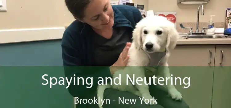 Spaying and Neutering Brooklyn - New York