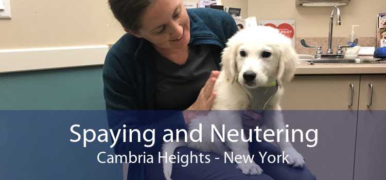 Spaying and Neutering Cambria Heights - New York