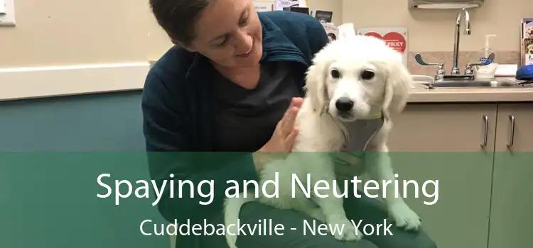 Spaying and Neutering Cuddebackville - New York