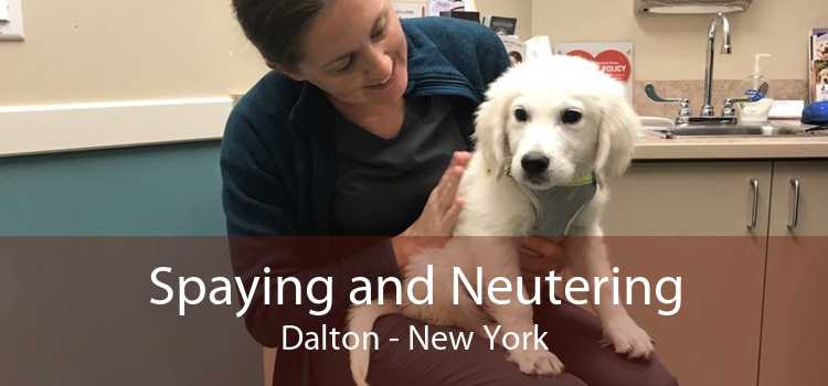 Spaying and Neutering Dalton - New York