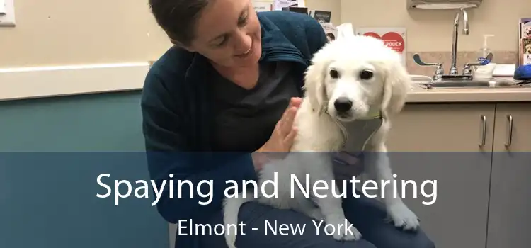 Spaying and Neutering Elmont - New York