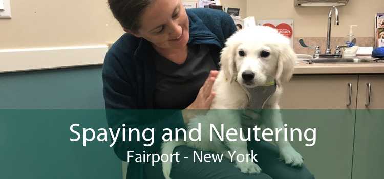 Spaying and Neutering Fairport - New York