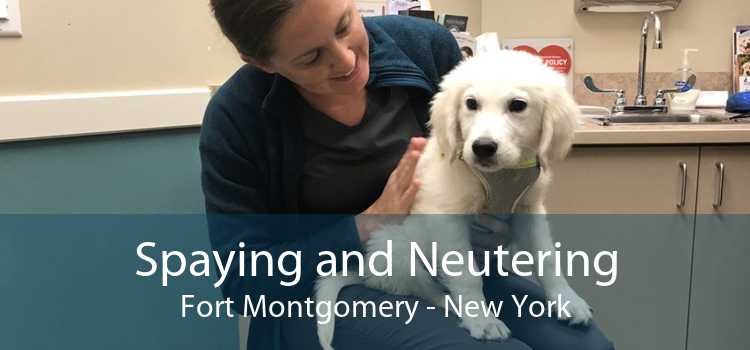 Spaying and Neutering Fort Montgomery - New York