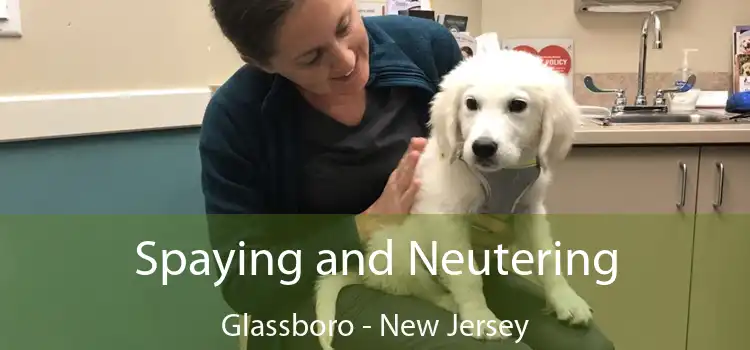 Spaying and Neutering Glassboro - New Jersey