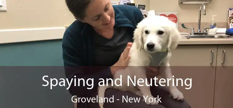 Spaying and Neutering Groveland - New York