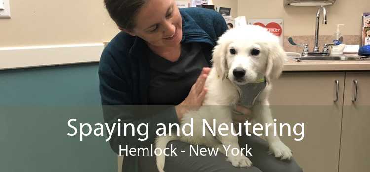Spaying and Neutering Hemlock - New York