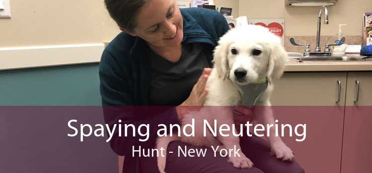 Spaying and Neutering Hunt - New York