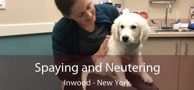 Spaying and Neutering Inwood - New York