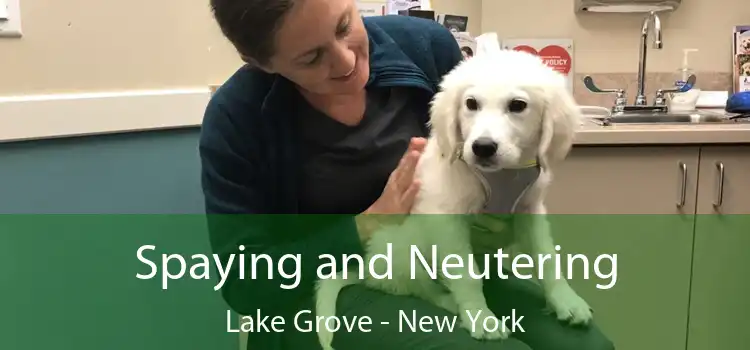 Spaying and Neutering Lake Grove - New York