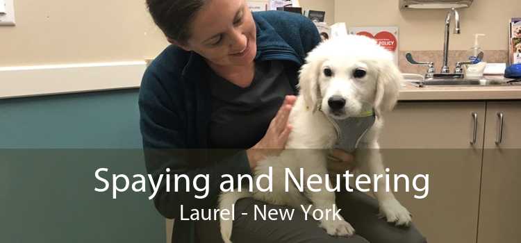Spaying and Neutering Laurel - New York