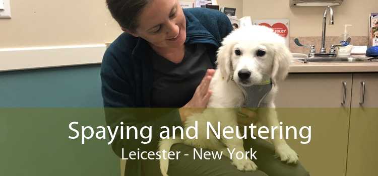 Spaying and Neutering Leicester - New York