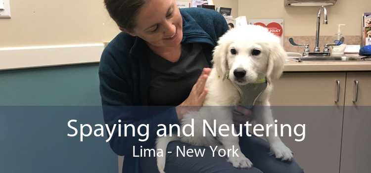 Spaying and Neutering Lima - New York