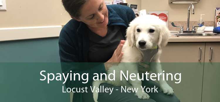 Spaying and Neutering Locust Valley - New York