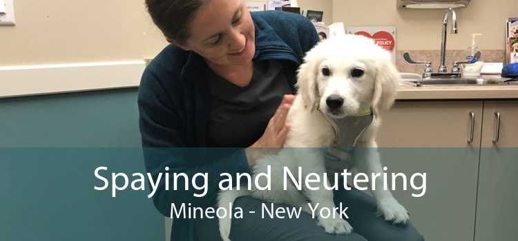 Spaying and Neutering Mineola - New York