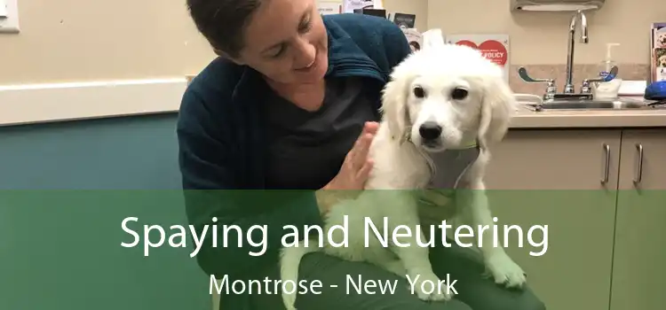 Spaying and Neutering Montrose - New York
