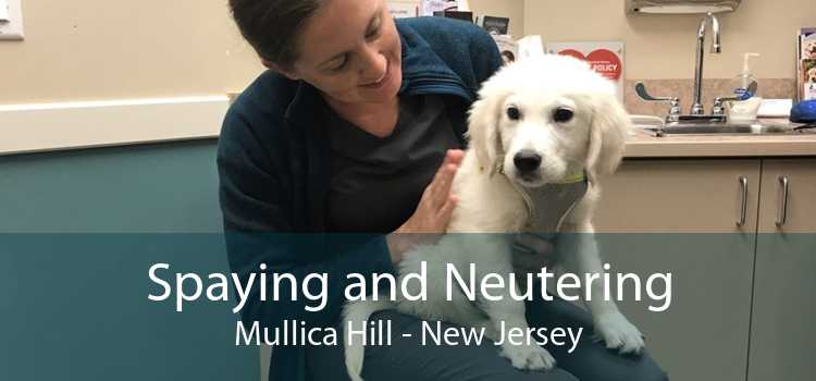 Spaying and Neutering Mullica Hill - New Jersey